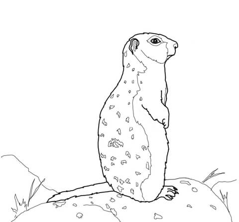 Arctic Ground Squirrel Stands On A Rock Coloring Page